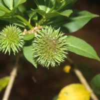 Allamanda schottii Pohl